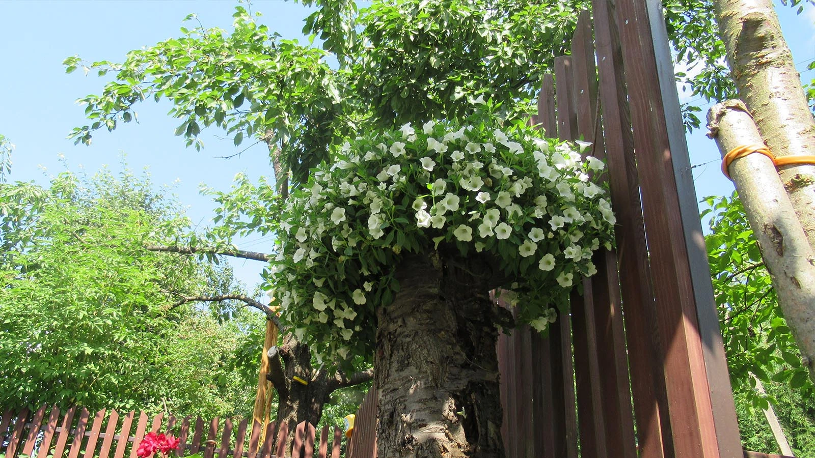 Malowniczy wiosenny rozkwit