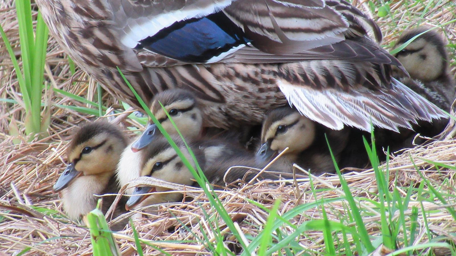 Czasami goszczą u nas również zwierzęta