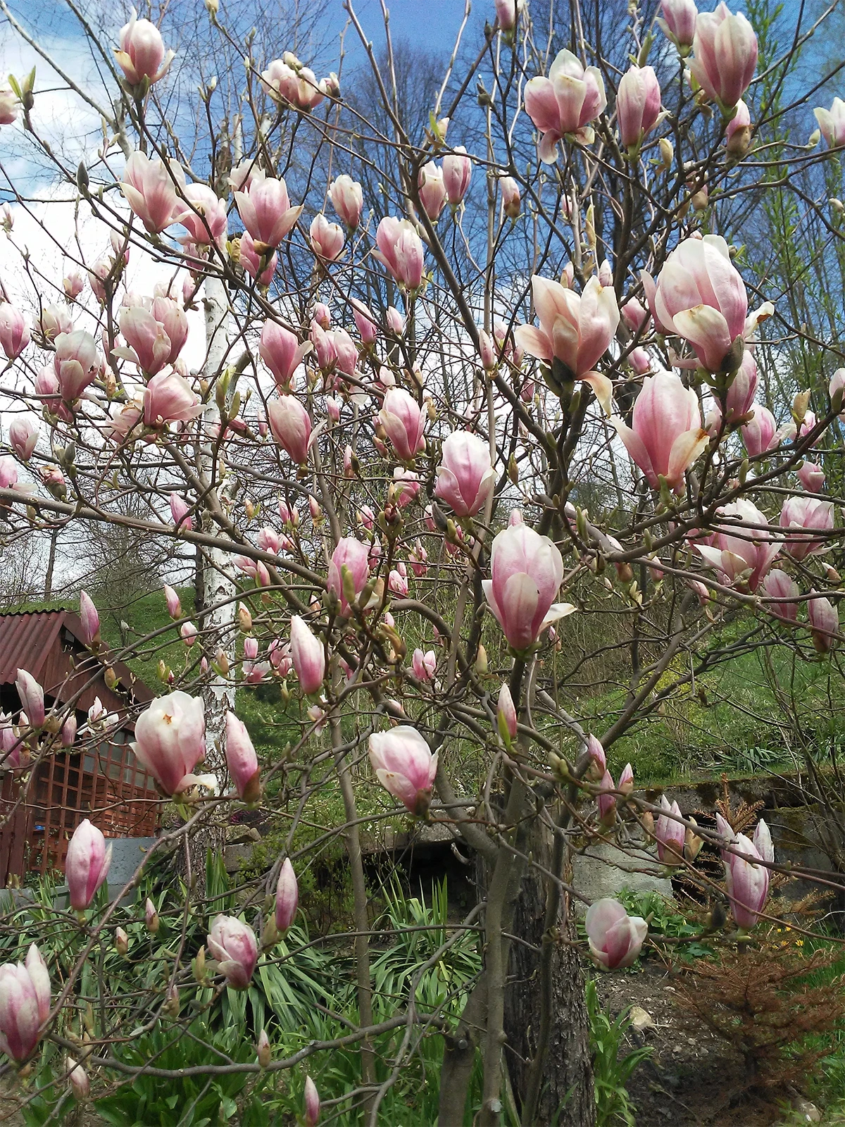 Kwitnąca wiosna  U Basi