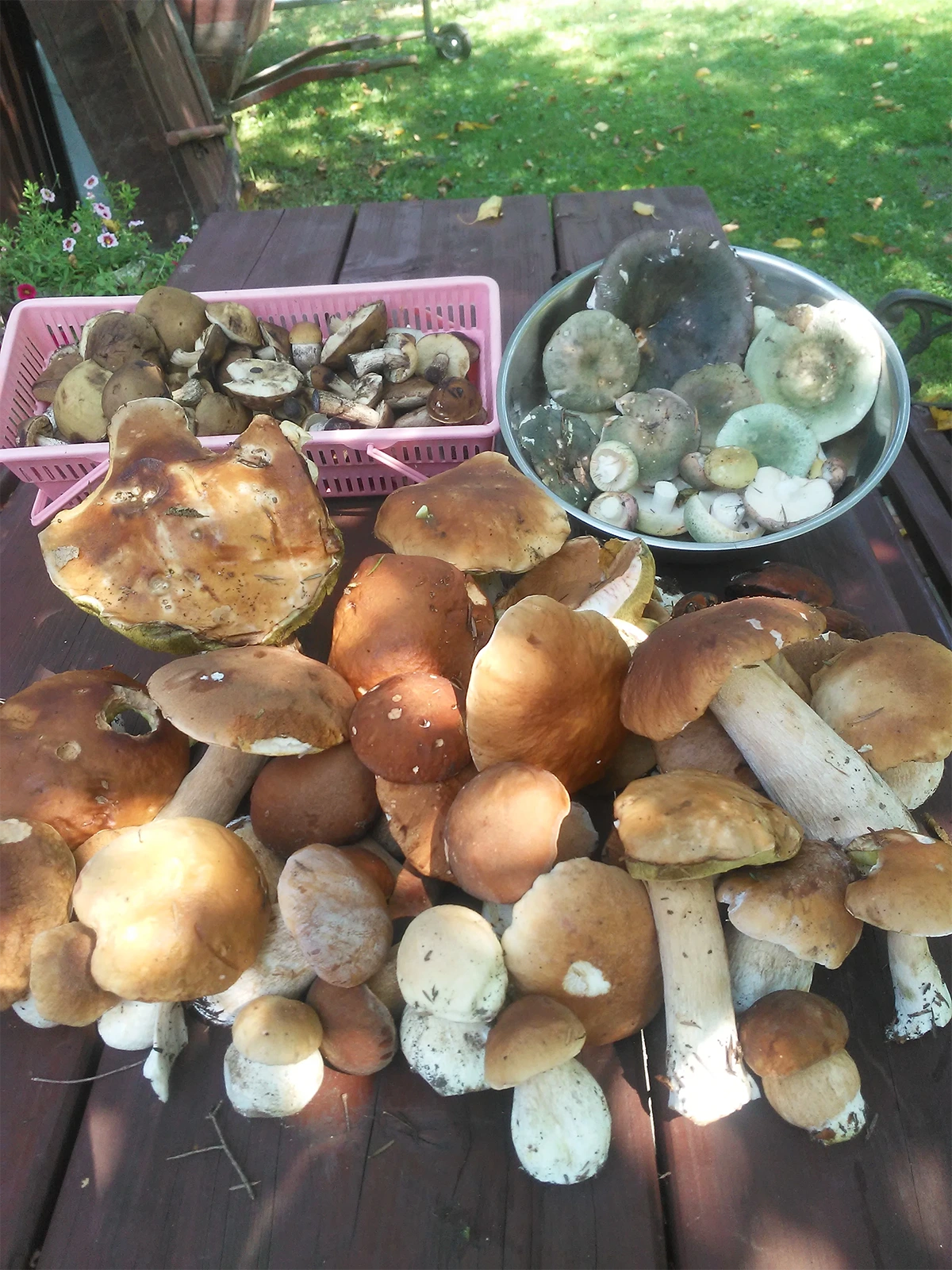 Wspaniałe miejsce dla miłośników zbierania grzybów